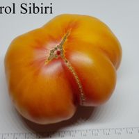 Korol Sibiri